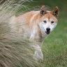 Wolf or dog? Dingo genome reveals answer lies somewhere in between