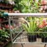Shopping for spring plants? Here’s how to avoid buyer’s remorse