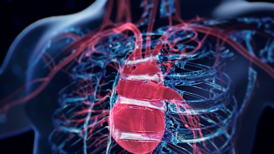 Research shows that when you take care of your cardiovascular health, it benefits your whole body, including your brain.