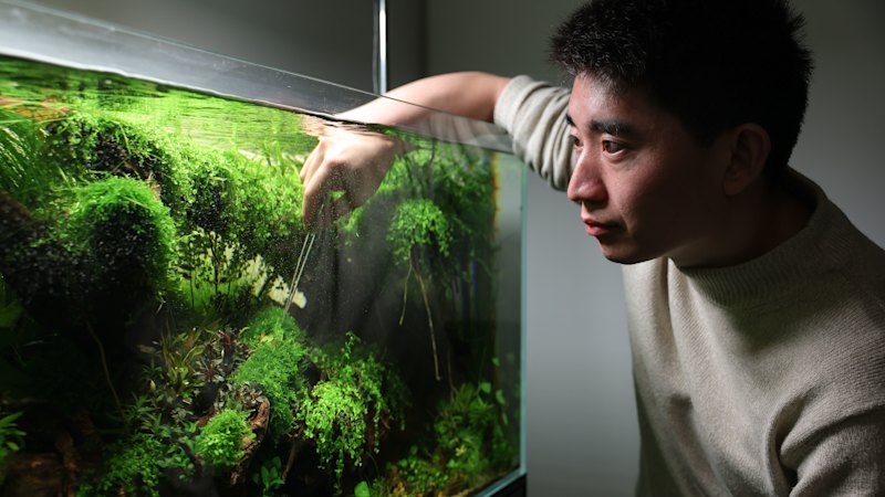 No screens, no worry: Aquascaping is transforming homes