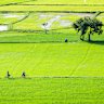 Traversing a rice field in south Vietnam.