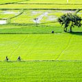 Traversing a rice field in south Vietnam.