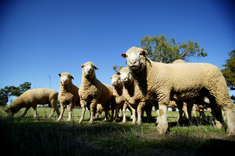British tariffs on Australian lamb are set to be phased out over the next decade and a half. 