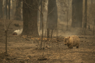 Potentially billions of animals have been killed by massive bushfires in Australia this summer, and authorities are scrambling to come up with a response.
