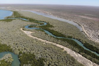 Mangrove systems such as these in the Exmouth Gulf on the outskirts of Ningaloo are easier to monitor than seagrass and so are easier targets for blue carbon preservation and regeneration. 