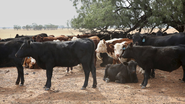 Australia's live exports to Indonesia, Vietnam, China and the Middle East have endured despite the coronavirus.