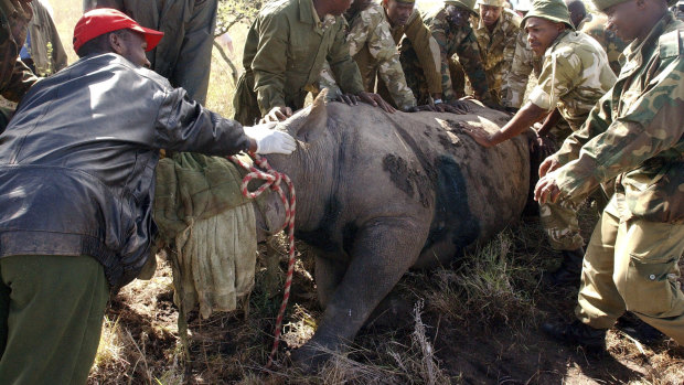 Kenya Wildlife Services wardens hold a 30-year-old female black rhino in Nairobi in 2005. 