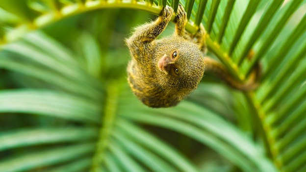 The pygmy marmoset, the world’s smallest monkey.