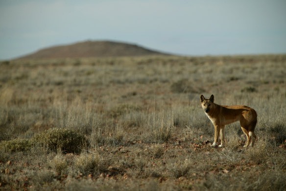 The proposal to reintroduce dingoes into the Grampians National Park has been fiercely opposed by local farmers.