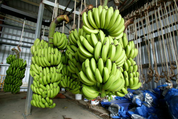 Many of the Samoan workers are labouring on North Queensland banana plantations