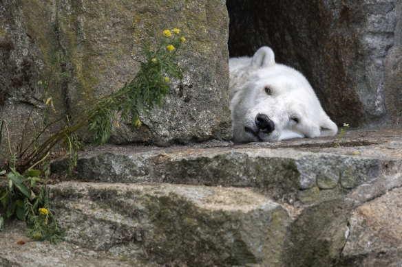 A polar bear in its Berlin Zoo enclosure.