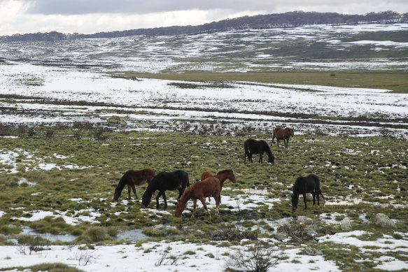 Brumbies, seen here in Kosciuszko National Park, were brought to Australia more than 200 years ago.