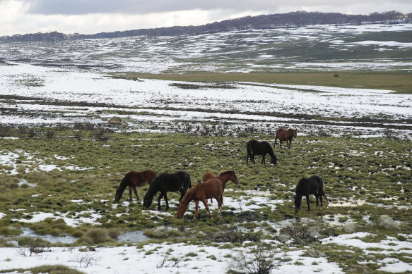 Horse trapping in Kosciuszko National Park is expected to begin in the coming weeks.