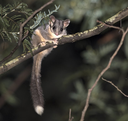 There are only 34 known lowland Leadbeater’s possums in the wild.