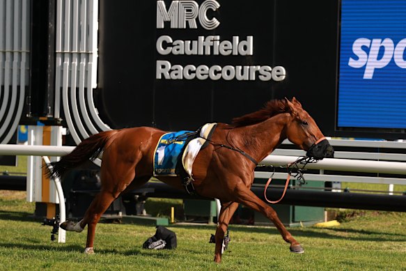 Half Yours runs past the post after losing his rider Mark Zahra in a fall in the Caulfield Cup. 