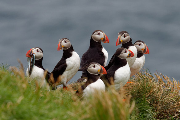 Puffins nest on grassy bluffs of Heimaey Island in the Westmann Islands.