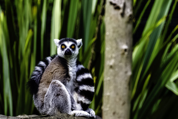 A ring-tailed lemur.