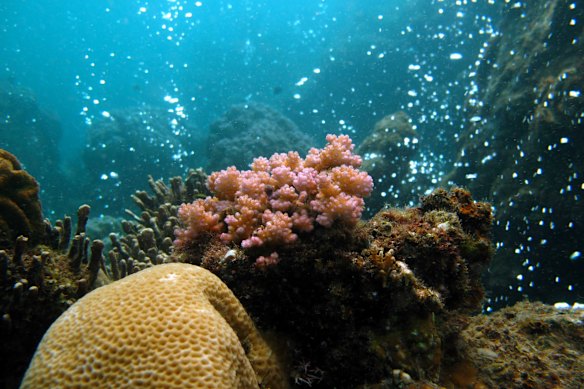 The grim beauty of bubbles of carbon dioxide escaping from a coral reef in Papua New Guinea has confirmed fears of ocean acidification.
