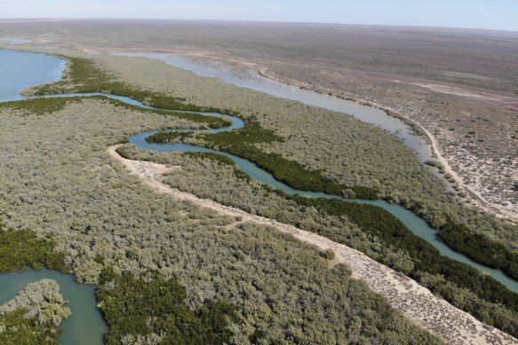 Mangrove systems such as these in the Exmouth Gulf on the outskirts of Ningaloo are easier to monitor than seagrass and so are easier targets for blue carbon preservation and regeneration projects. 