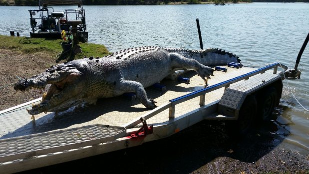 Police are investigating after a 5.2-metre crocodile was found shot dead near Rockhampton on Thursday.