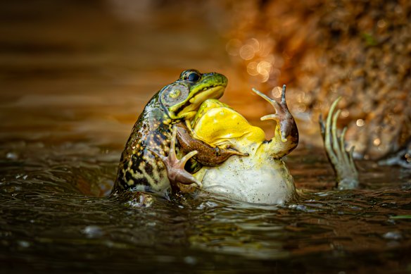 Junior Photographer &amp; Reptile, Amphibian and Insect Category Winner: Grayson Bell for “Baptism of the Unwilling Convert”.
