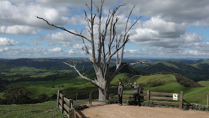 A ‘viral magic tree’ brought unwanted fame. Locals are fighting back with a gruesome tactic