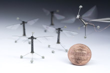Tiny RoboBees have a multitude of uses but could easily end up inside a cane toad or anything else that eats insects.