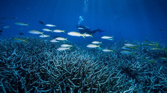 The Great Barrier Reef, pictured in healthier times in 2016.