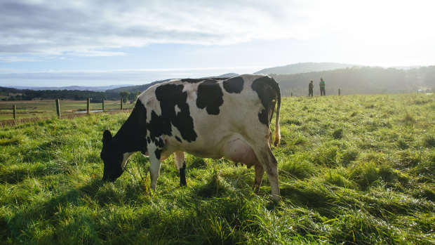 Gas made from cow manure could be new front in energy fight