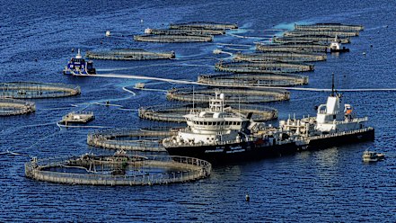 Salmon farming in the waters near Huon and Bruny islands in southern Tasmania.