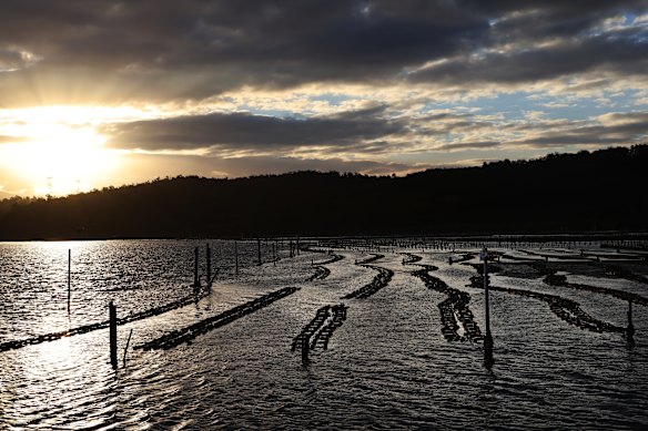 The oyster farmers’ leases on the Clyde River can be accessed by the public, so they have to deploy strategies to protect their prized giants from theft.