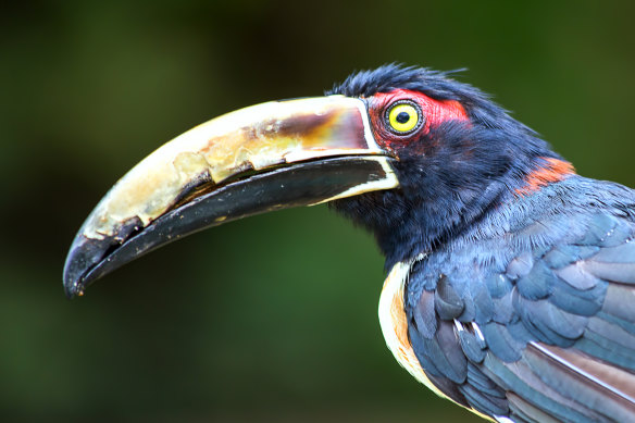 Colombia is a bird-watcher’s paradise ... a collared aracari.