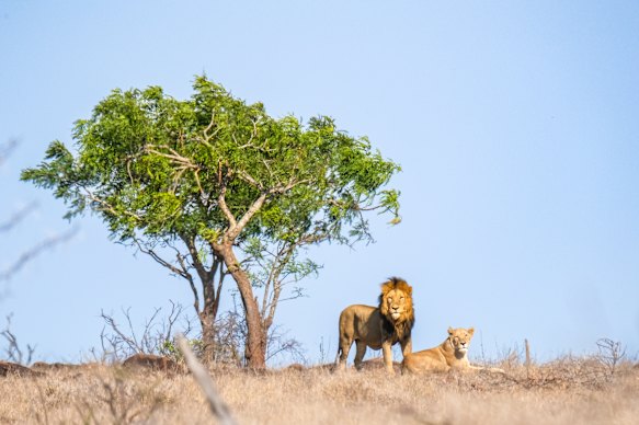 The lion population of Kruger National Park is estimated to be about 1500.