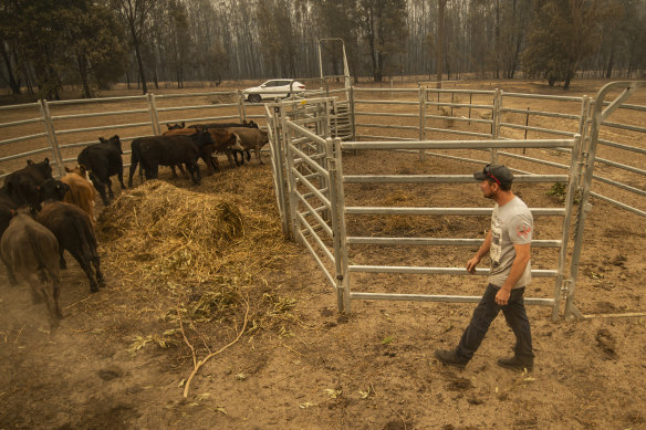 Cattle farmer John Wright tends to some of his heifers on his property in Kangaroo Valley. 