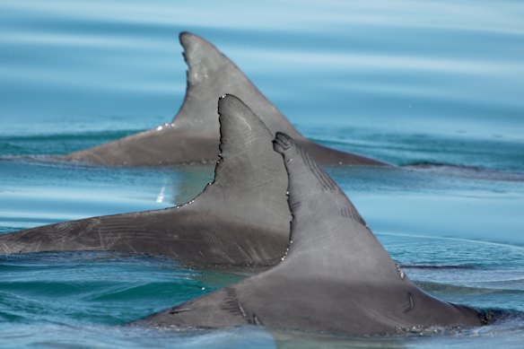 Quality over quantity: Scientists found dolphins with a few close friendships were better off than those in a large group.