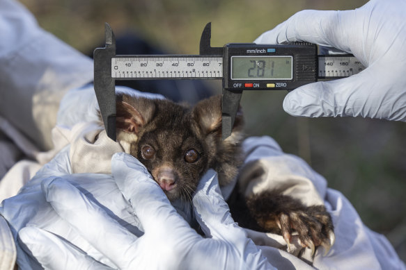 Gracanin collects health data from a female glider that was carrying a baby.