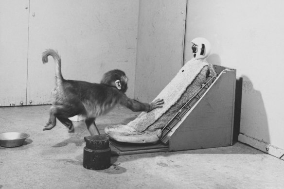 Nas décadas de 1950 e 1960, o psicólogo americano Harry Harlow conduziu experiências com macacos rhesus que demonstraram que o conforto e o carinho são quase tão essenciais como a comida para os bebés.