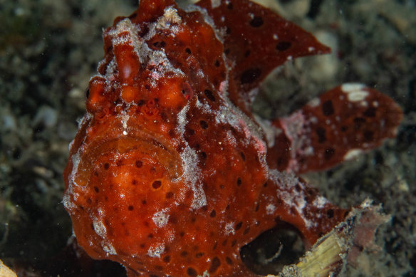 Nocturnal night life during the dive off Manly on Thursday.