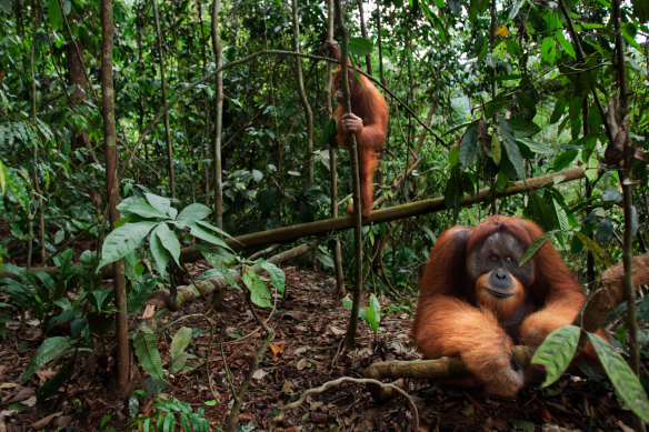 Orang-utans live in Indonesia's Gunung Leuser National Park, a biodiversity hotspot in the tropics.