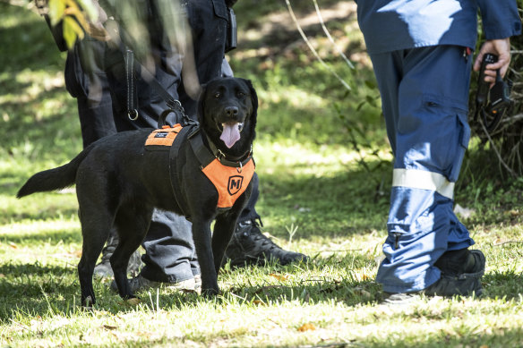 Police are deploying cadaver dogs in the search.