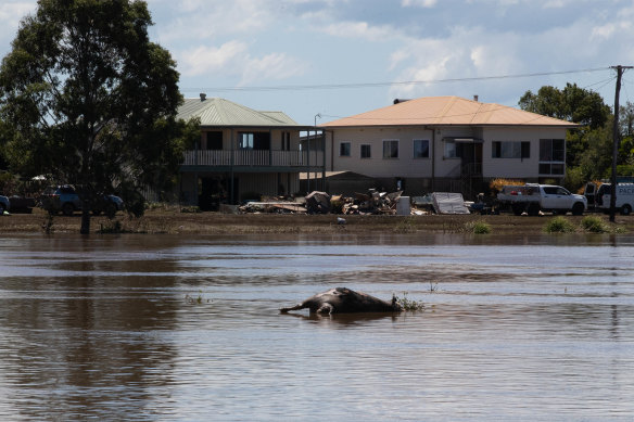 A dead cow floats down the river in Woodburn. The town in the Northern Rivers region of NSW, completely inundated with flood water.