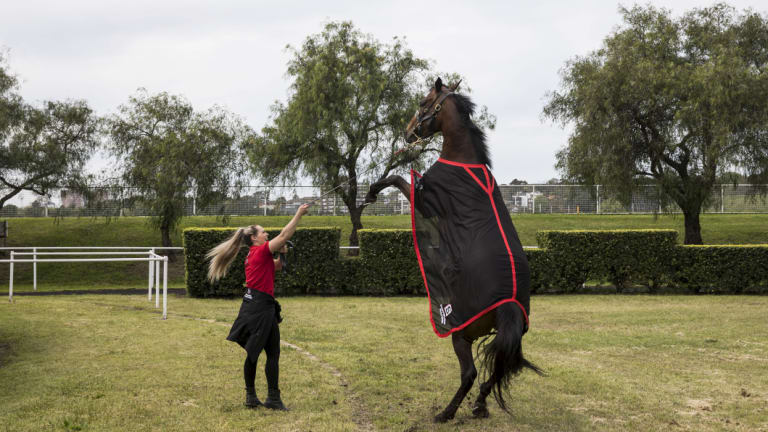 Rearing to go: Defending Everest champion Redzel at Randwick on Tuesday