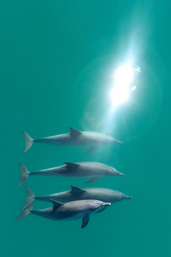 Dolphins co-operate to find mates, hunt food, and face predators, and they also play together.