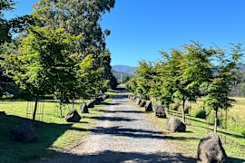 An avenue of maples in Jamieson, Victoria opened in 2022 to commemorate the local men and women who sacrificed their lives in World War 1