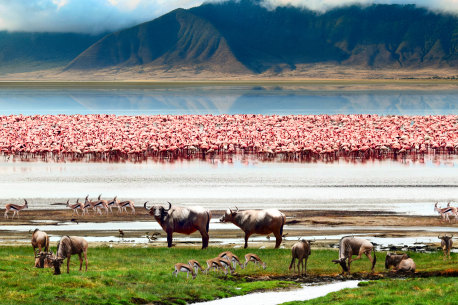 The water’s edge is common place for flamingos and water buffalo to congregate.