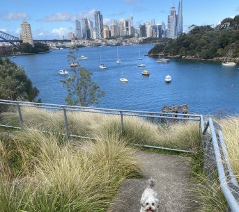 Summer in Sydney means ... swims, barbecues and walks with Tilly
