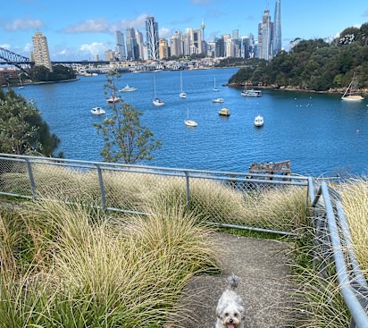 Tilly takes her human for a walk in Waverton.