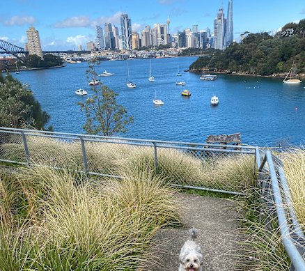 Tilly takes her human for a walk in Waverton.