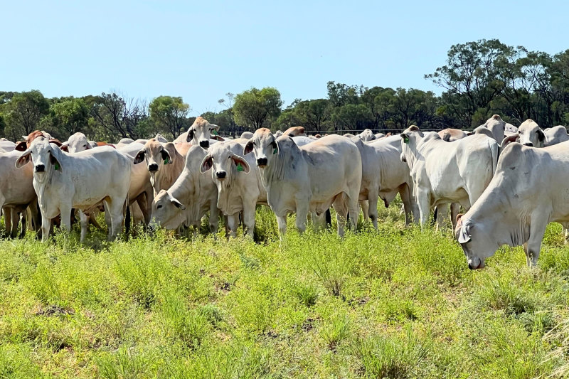 Swiss outfit to exit $100m of Queensland cattle stations