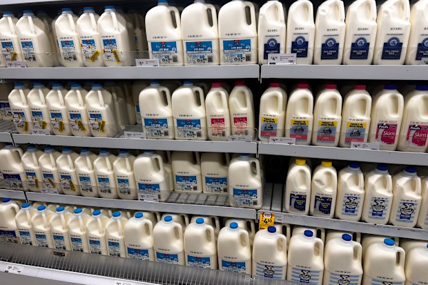 Bottles of milk in a supermarket lined up on a shelf in the chilled section.
